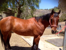 Clint now has a glossy coat