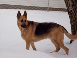 Capone is all grown-up, but still bug-free!
