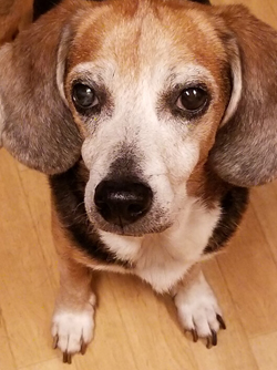 Little Reggie, aka Reginald van Snootington.