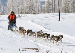 Charlotte competing with her sled dog team.
