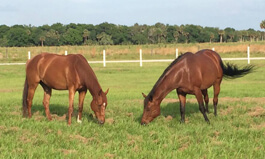Radar and Friday, Fly-Free & Shiny!