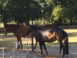 Before Bug Off, Joyce's horses were mercilessly attacked by deer flies from the nearby forest.