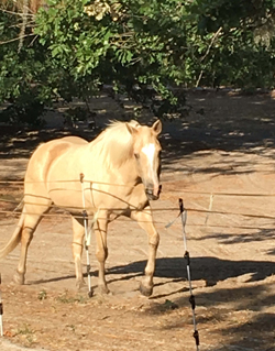 Oakie.
