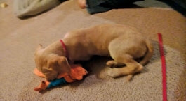 ... and after 3 weeks on Longevity, she is strong and healthy for her adoptive parents.