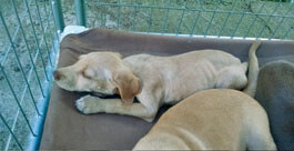 A female puppy enters the rescue underweight...