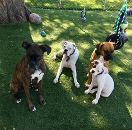 Tina's Boxer family.