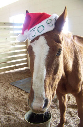Joey's 1st Christmas at Forever Home Ranch.