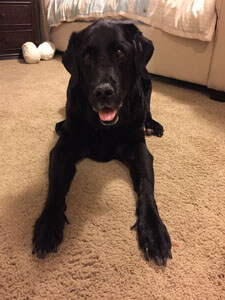 Sweet, handsome Duke.