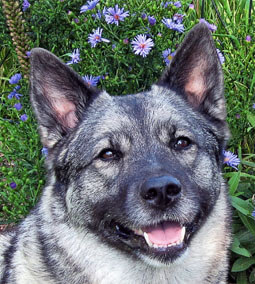 Birka, the Norwegian Elkhound.