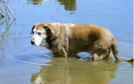 Chester cooling off after romp around the field!