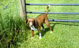 Daisey looking for bunnies to chase.