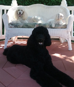 Wyatt, Abby, and Crystal - the Previtali clan.