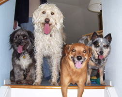 L to R: Sugar, Noodle, Jitterbug, & Dingo love Springtime!
