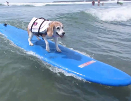 Sweet Sooz, the Surfer Girl.
