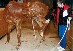 Pamela works with Trouper on his flexibility.