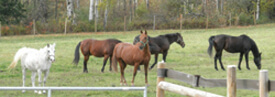 Beautiful coats and parasite control!