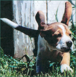 Cowboy as a bouncing puppy.