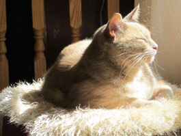 Bright Spot, enjoying a cozy nap in the warm sun.