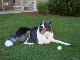 Mr. Matty resting after a game of catch.