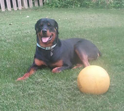 Jax taking a break from playing in the yard.