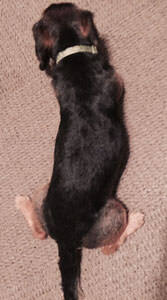 Little Luke feeling good with soft, smooth fur.