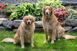 Elizabeth's Goldens have beautiful coats!