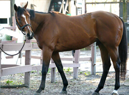 Sir G showing off his beautiful coat.