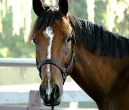 Handsome Sir G!