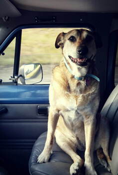 Bella, happy for a ride.