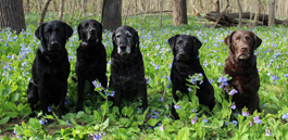 The Fabulous Five.