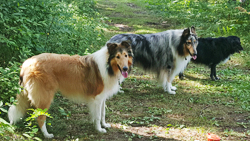 Basil, Blaine, and Luke love Longevity!