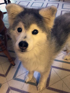 Blue has strength in her back legs again!