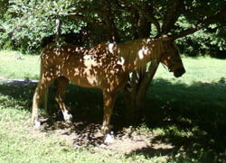 Chance under his favorite apple tree.