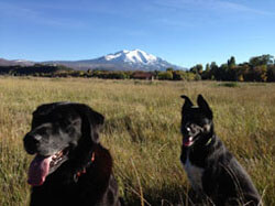 Gus & Hank taking a breather after a good run.