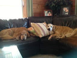 Griffin and Clifford enjoying the good life!