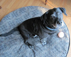 Jaco has more time to play ball now!