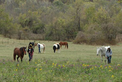 The young ladies of Returning Glory going out to halter their fly-free horses.