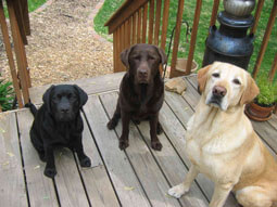 No More Harsh Chemical Flea & Tick Treatments!