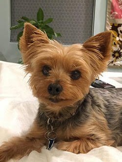 7-year-old Yorkie, Sofie.