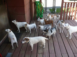 No ticks at the Dogs of First Friends Animal Rescue!