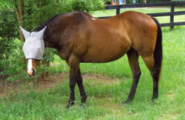 After Springtime Gamma, Charlie's body condition shows drastic improvement.