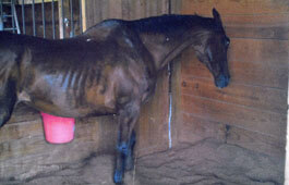 Charlie the mare is clearly underweight before Springtime Gamma.
