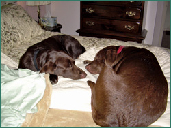 Rocky and Zeus taking a relaxing nap.
