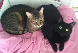 Clarence, pictured with Macy, is happy and healthy on Skin & Coat Oil.