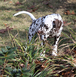 So many things to sniff, so little time!