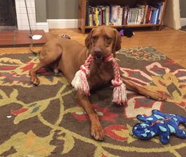 Rez is calm and happy now thanks to Skin & Coat Oil!