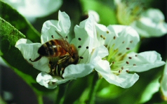 bee on a flower
