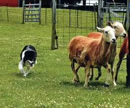 Joy herding the sheep of Hado-Bar Farm.