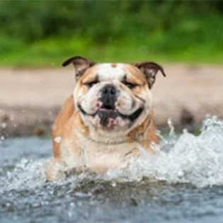 Grid display- bulldog