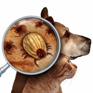 Blog post cover picture